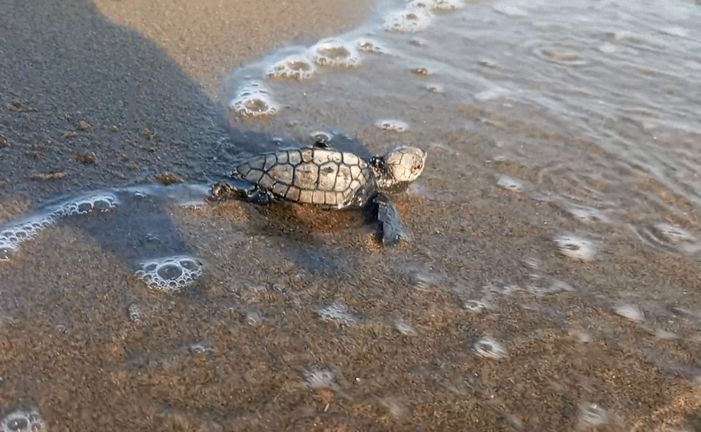 CARETTA CARETTALAR YUMURTALARINDAN ÇIKMAYA DEVAM EDİYOR