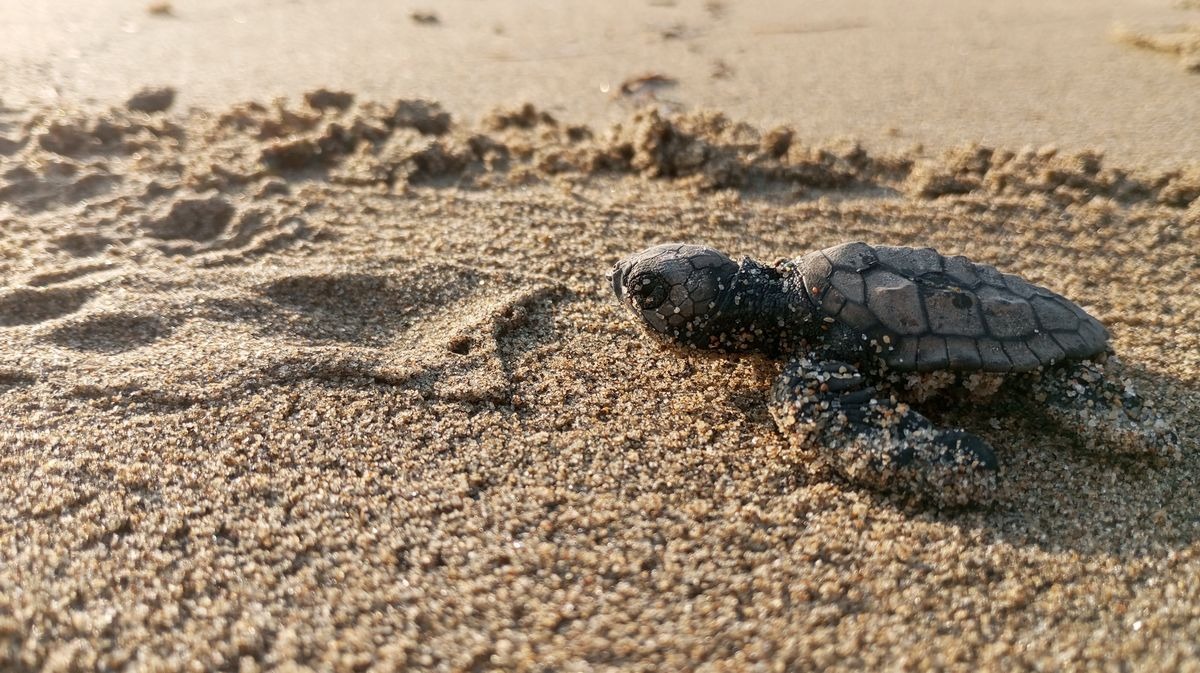 CARETTA CARETTALAR YUMURTALARINDAN ÇIKMAYA DEVAM EDİYOR