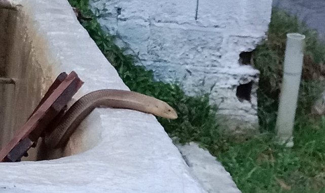 OLUKLU KERTENKELE BOZYURT'TA GÖRÜLDÜ