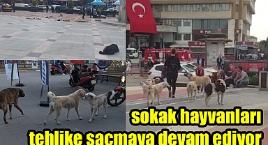 Sokak hayvanları can sıkmaya devam ediyor