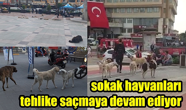Sokak hayvanları can sıkmaya devam ediyor
