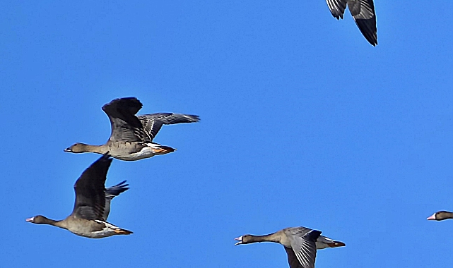 Tundra Kazı 4 yıl Sonra Yeniden Türkiye’de