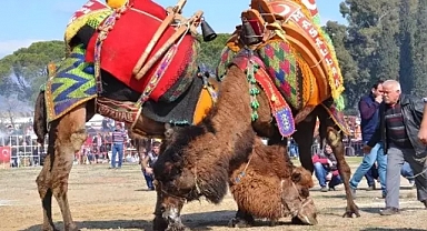 Deve sahipleri 'deve güreşlerinin iptali söz konusu değil '