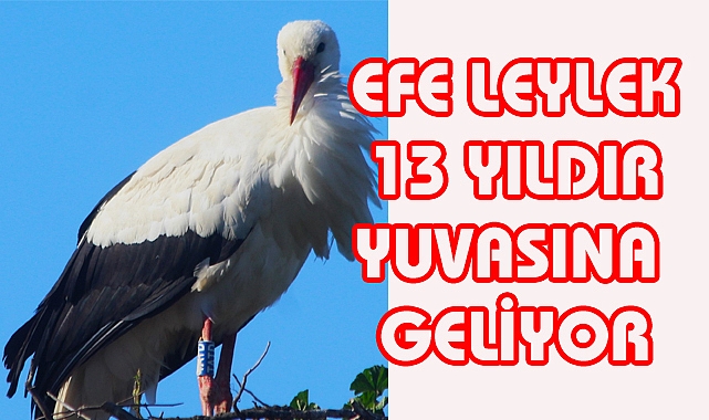 EFE LEYLEK 13 YILDIR YUVASINA GELİYOR