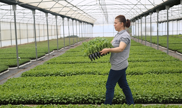 Özlem Çerçioğlu Ata Tohumları Projesinin Kapasitesini Yıllık 10 Milyon Fideye Çıkarıyor