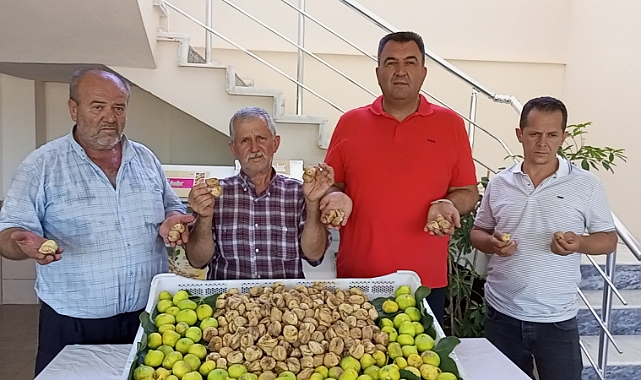 SEZONUN İLK KURU İNCİRİ 250 TL İLE  TEZGAHA DÜŞTÜ