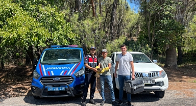 Bozdoğan’daki yangından etkilendiği tahmin ediliyor