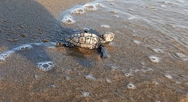 CARETTA CARETTALAR YUMURTALARINDAN ÇIKMAYA DEVAM EDİYOR