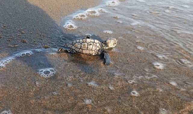 CARETTA CARETTALAR YUMURTALARINDAN ÇIKMAYA DEVAM EDİYOR