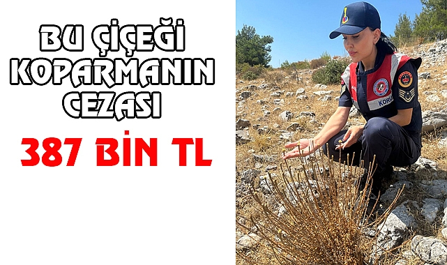 Bu Çiçeği Koparmanın Cezası 387 Bin TL