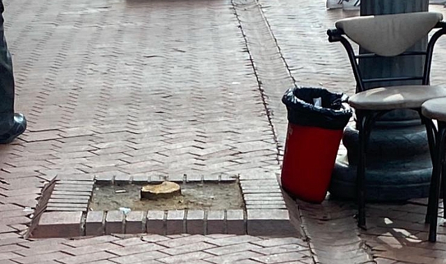 Büyükşehir’den kesilen ağaç hakkında açıklama
