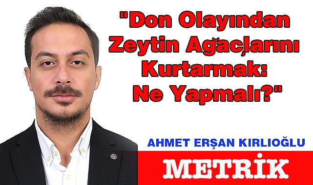 "Don Olayından Zeytin Ağaçlarını Kurtarmak: Ne Yapmalı?"