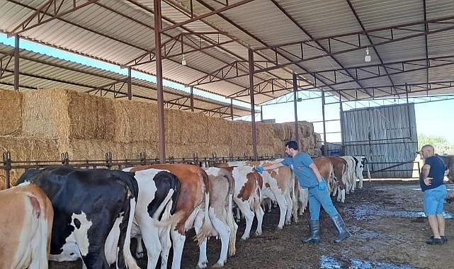  Bozdoğan’da Şap Hastalığı sona erdi   