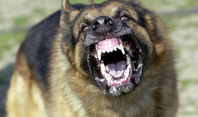 BOZDOĞANDA KÖPEK VAHŞETİ YAŞLI ADAMIN DURUMU AĞIR