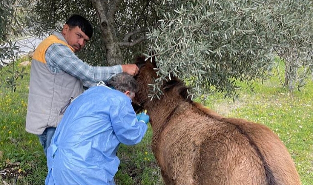 İncirliova’da Afrika At Vebası’na karşı çalışma başlatıldı   