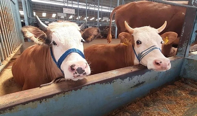 İncirliova’da şap karantinası kaldırıldı   