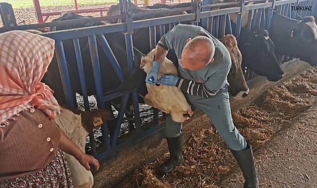 Bozdoğan'da aşı ve küpeleme çalışmaları sürüyor   