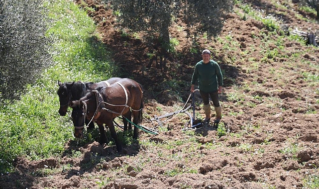 İNCİR'DE KARABASANLA MÜCADELE BAŞLADI