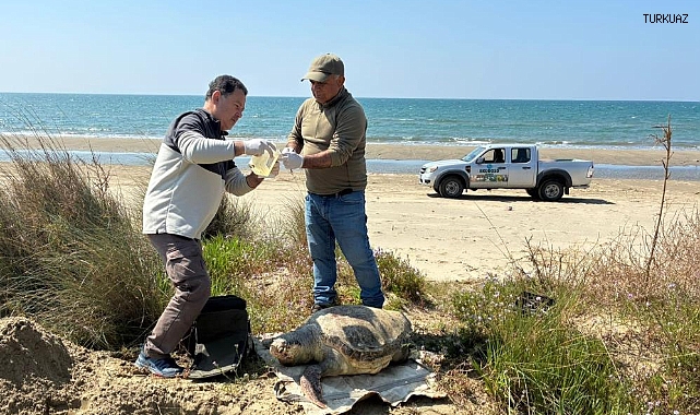 KUŞADASI'NDA CARETTA CARETTA ÖLÜMLERİNDE CİDDİ ARTIŞ