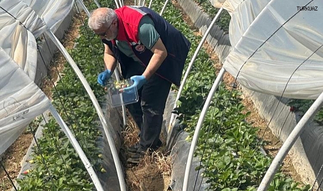 Çilekte hasat öncesi pestisit kontrolü  