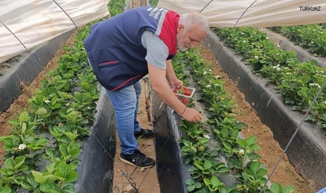 Köşk’te çilekte pestisit denetimi sürüyor   