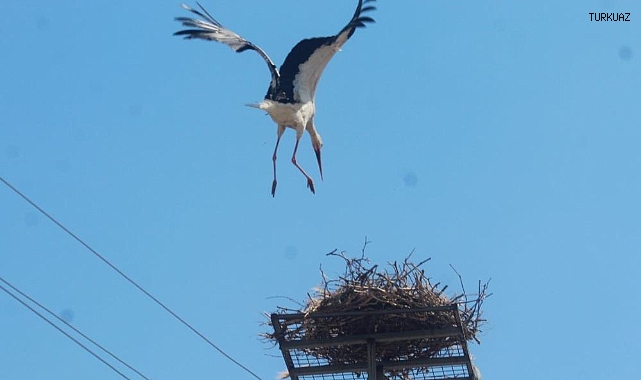 SAZLI MAHALLESİNDE LEYLEKLER YENİ YUVALARINA KAVUŞTU