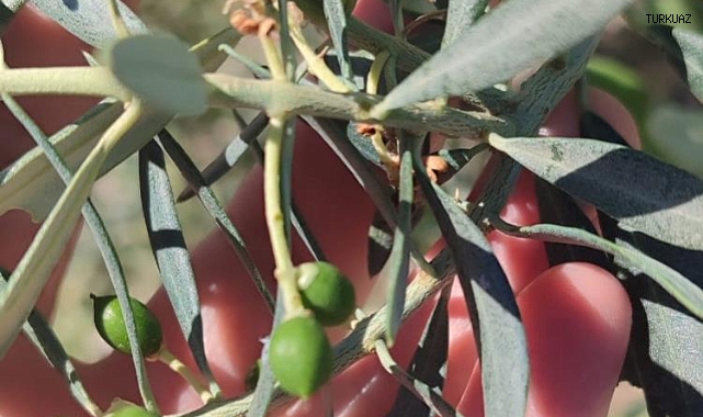 Didim’de zeytin üreticilerine "zeytin güvesi" uyarısı   