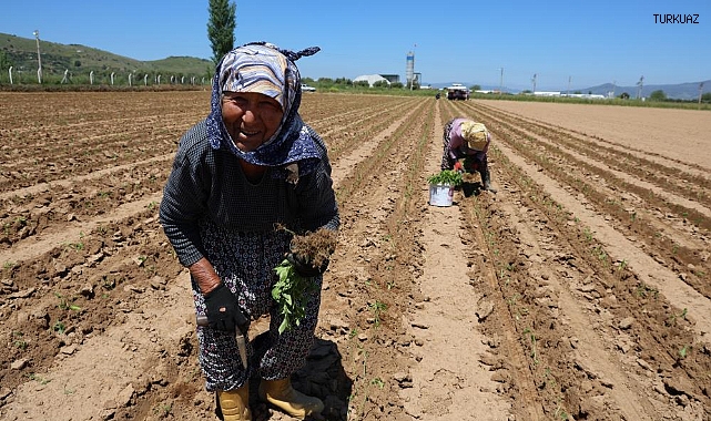ONLAR 1 MAYISI ÇALIŞARAK GEÇİRDİ