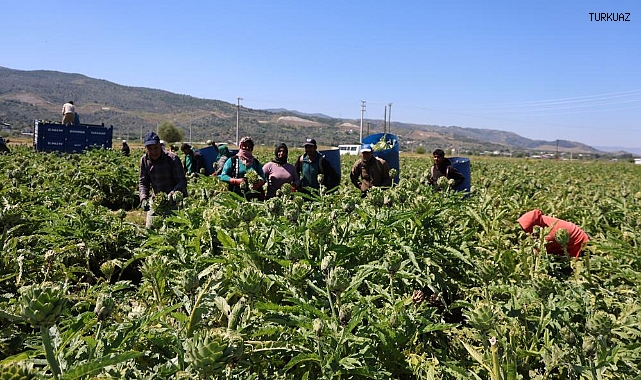 Yeşil elmas enginarın görünmeyen mesaisi yüz güldürüyor