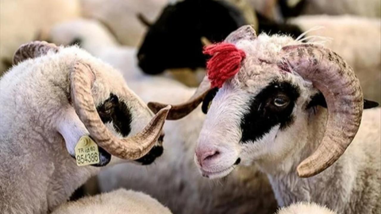 EFELER’DE KURBAN KESİM NOKTALARI BELİRLENDİ