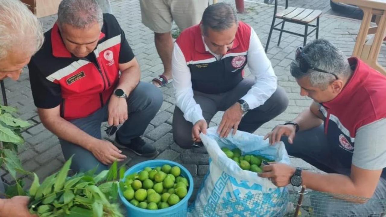 Aydın'da ilekleme sezonu yakından takip ediliyor