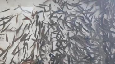 Bozdoğan'da su ürünleri üretimi 3 bin 696 tona ulaştı