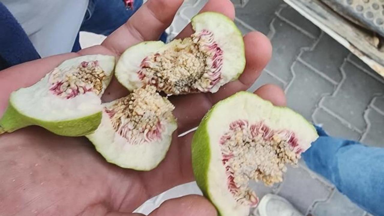 Buharkent'te üreticiler 'belgesiz ilek' kullanımına karşı uyarıldı