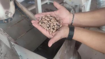 Çam fıstığı altınla yarışıyor