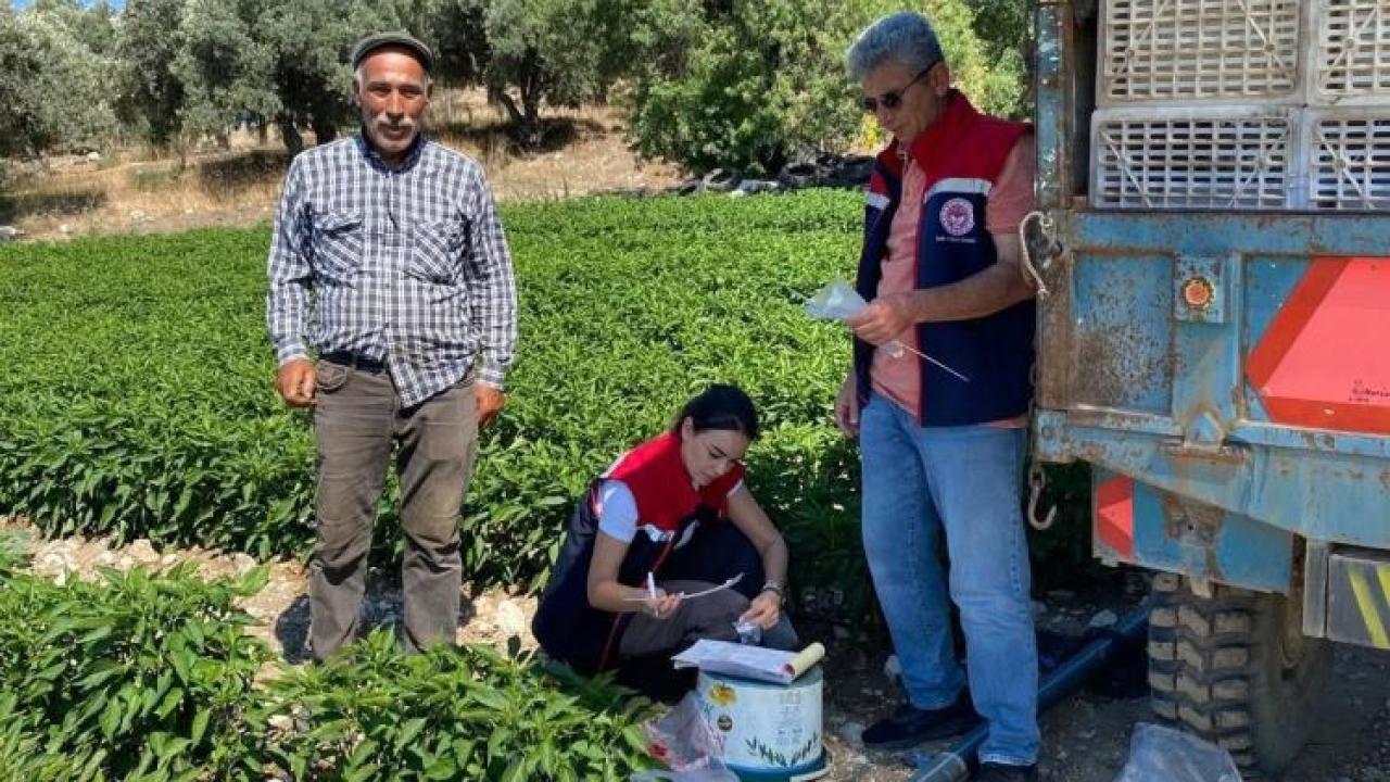 Didim'de salatalıklardan numuneler alındı