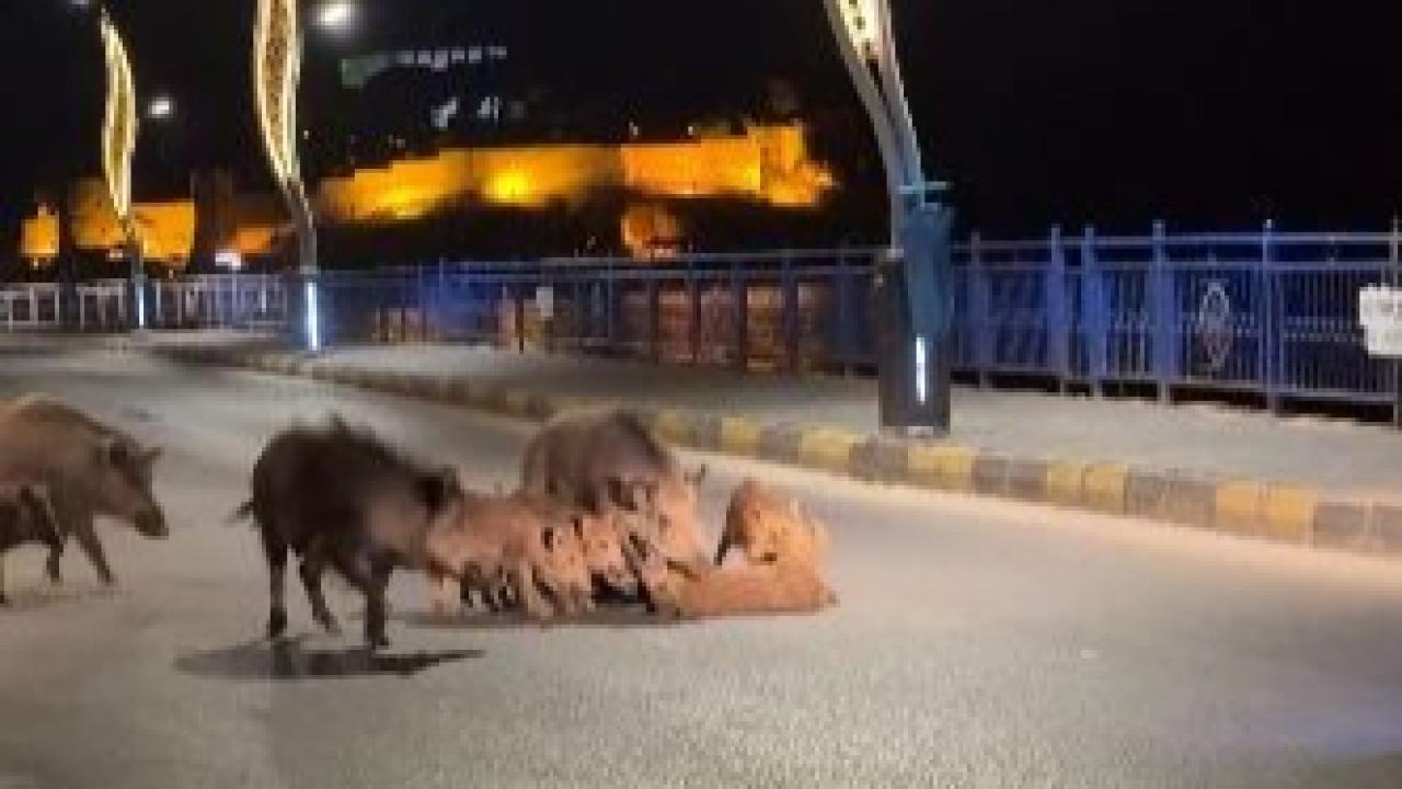 KUŞADASI'NIN EN BÜYÜK SORUNU 'DOMUZLAR'