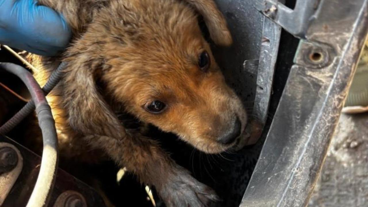 Araç tamponuna sıkışan yavru köpeği veteriner hekimler kurtardı