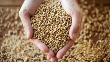 Aydın Ticaret Borsası günlük hububat fiyatlarını açıkladı