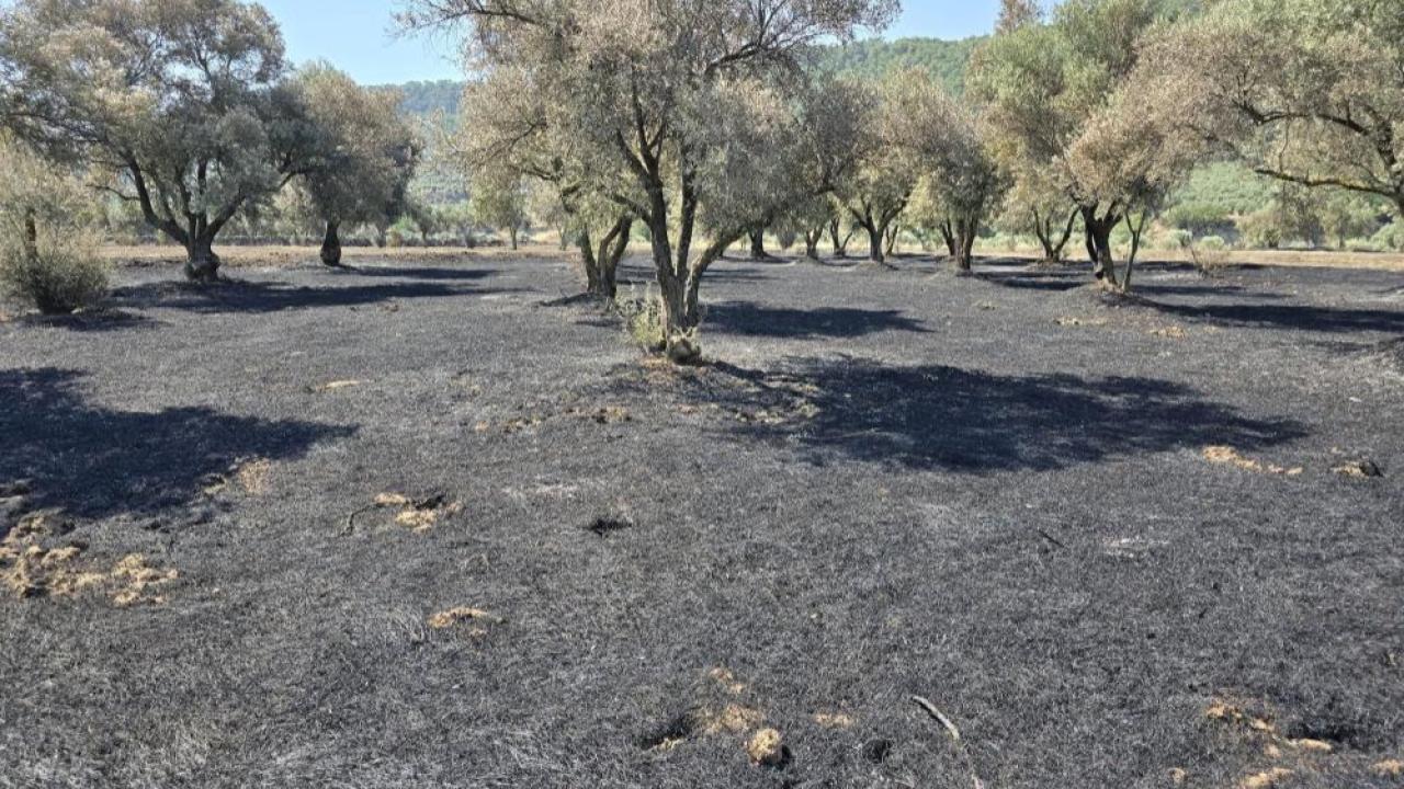 Bozdoğan'daki yangının ardından hasar tespit çalışmaları başladı
