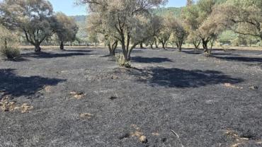Bozdoğan'daki yangının ardından hasar tespit çalışmaları başladı