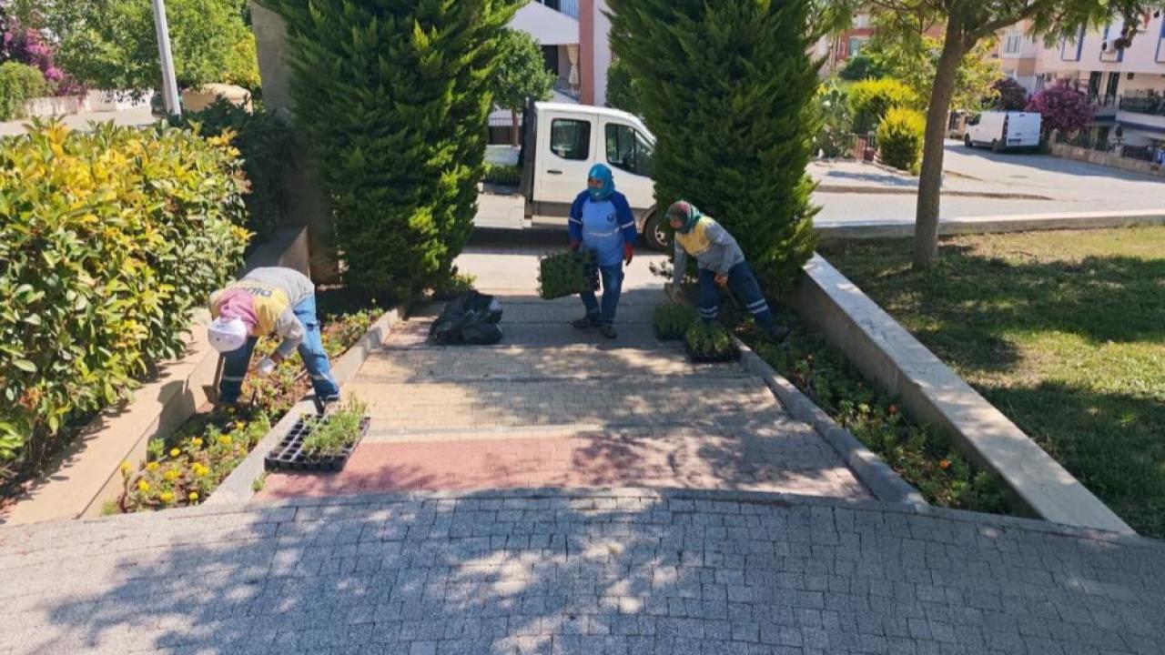 Didim Belediyesi'nin kendi üretimi çiçekler toprakla buluşuyor