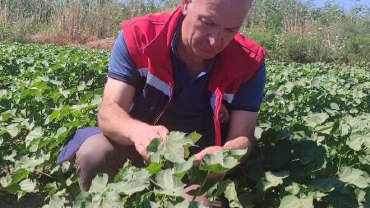 Didim'de pamuk tarlalarında zararlı denetimi