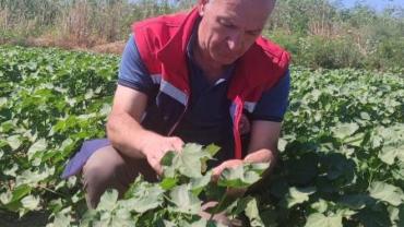 Didim'de pamuk tarlalarında zararlı denetimi