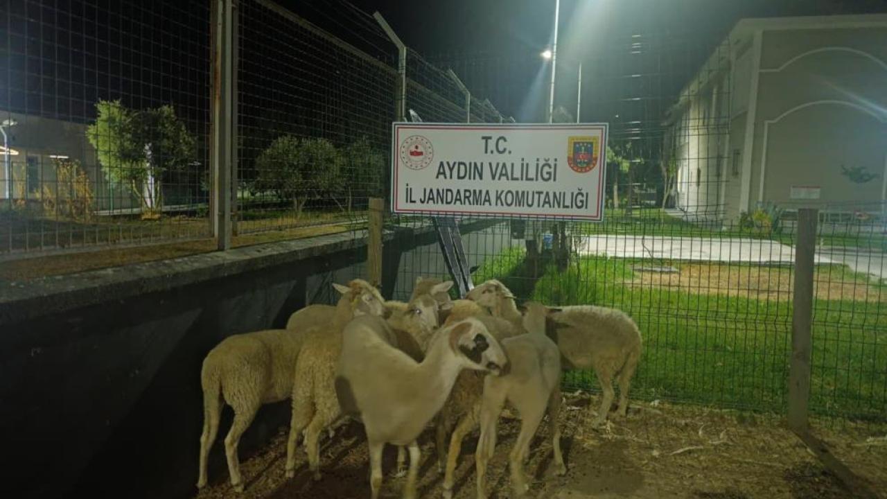 Koçarlı'da 15 koyun evin bahçesinden çalındı