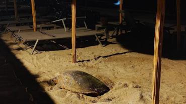 Kuşadası ve Didim kıyılarında caretta hareketliliği
