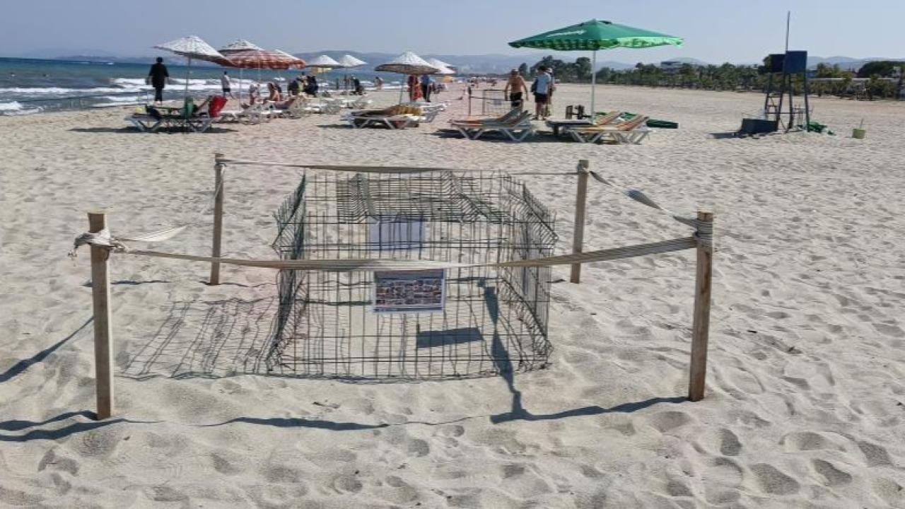 Kuşadası'nda caretta carettalardan umutlandıran yuva