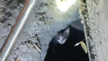 Mazgalda 3 gün mahsur kalan kedi, 2 saatlik çalışmayla kurtarıldı