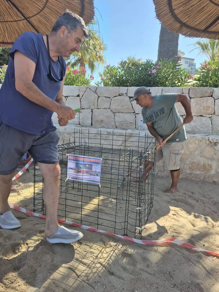 Kuşadası ve Didim kıyılarında caretta hareketliliği